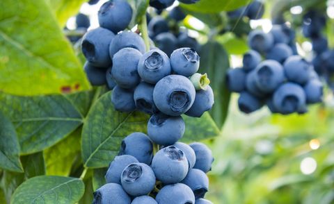 blueberries ready for picking