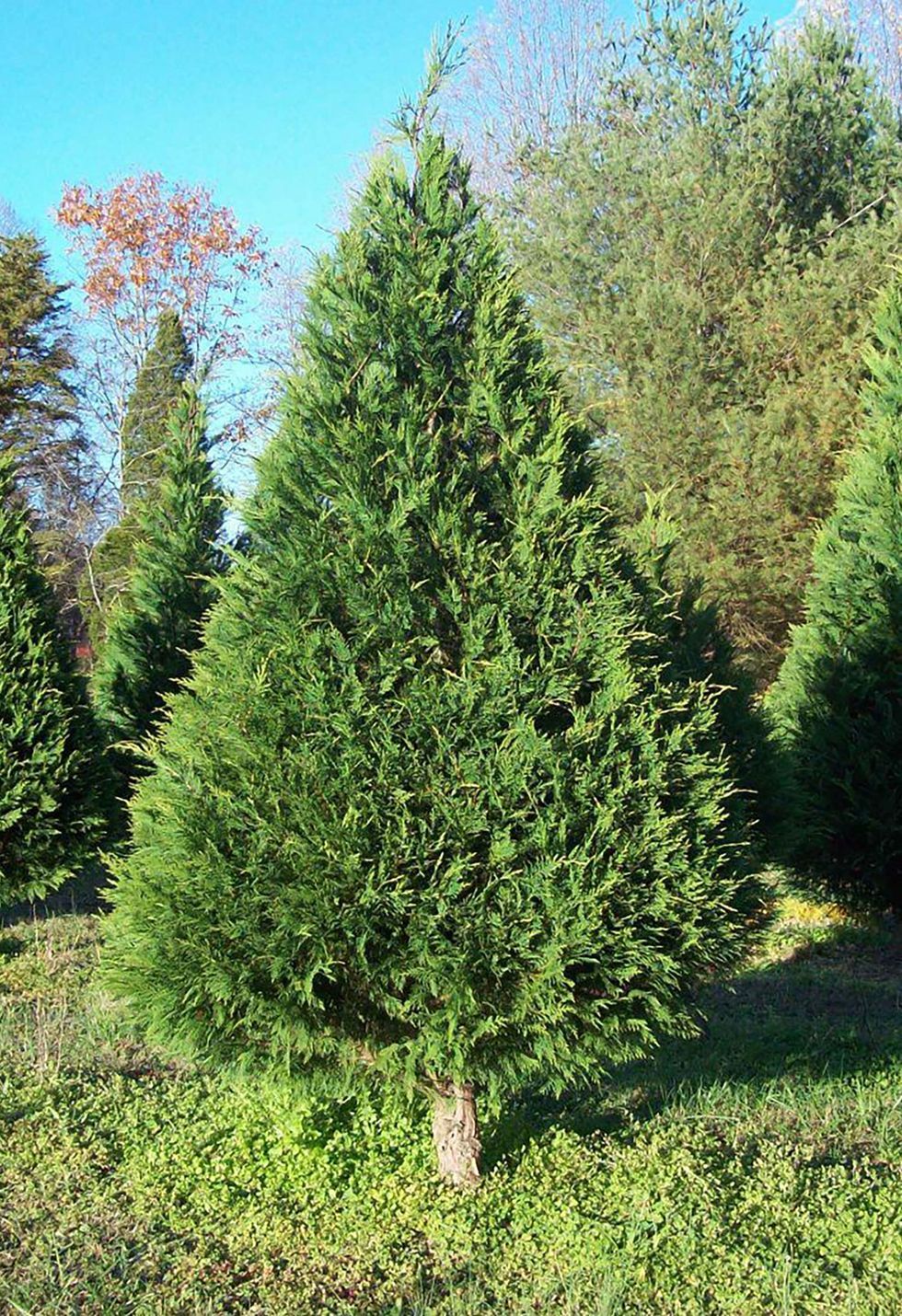 live-christmas-tree-farms-near-me-christmas-gardens-2021