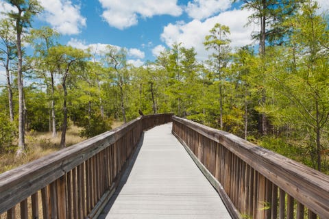 Boardwalk through the Everglades