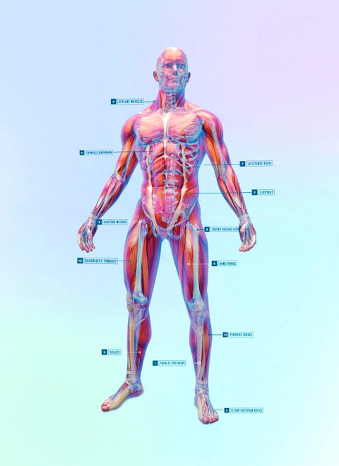 What muscles does running work diagram