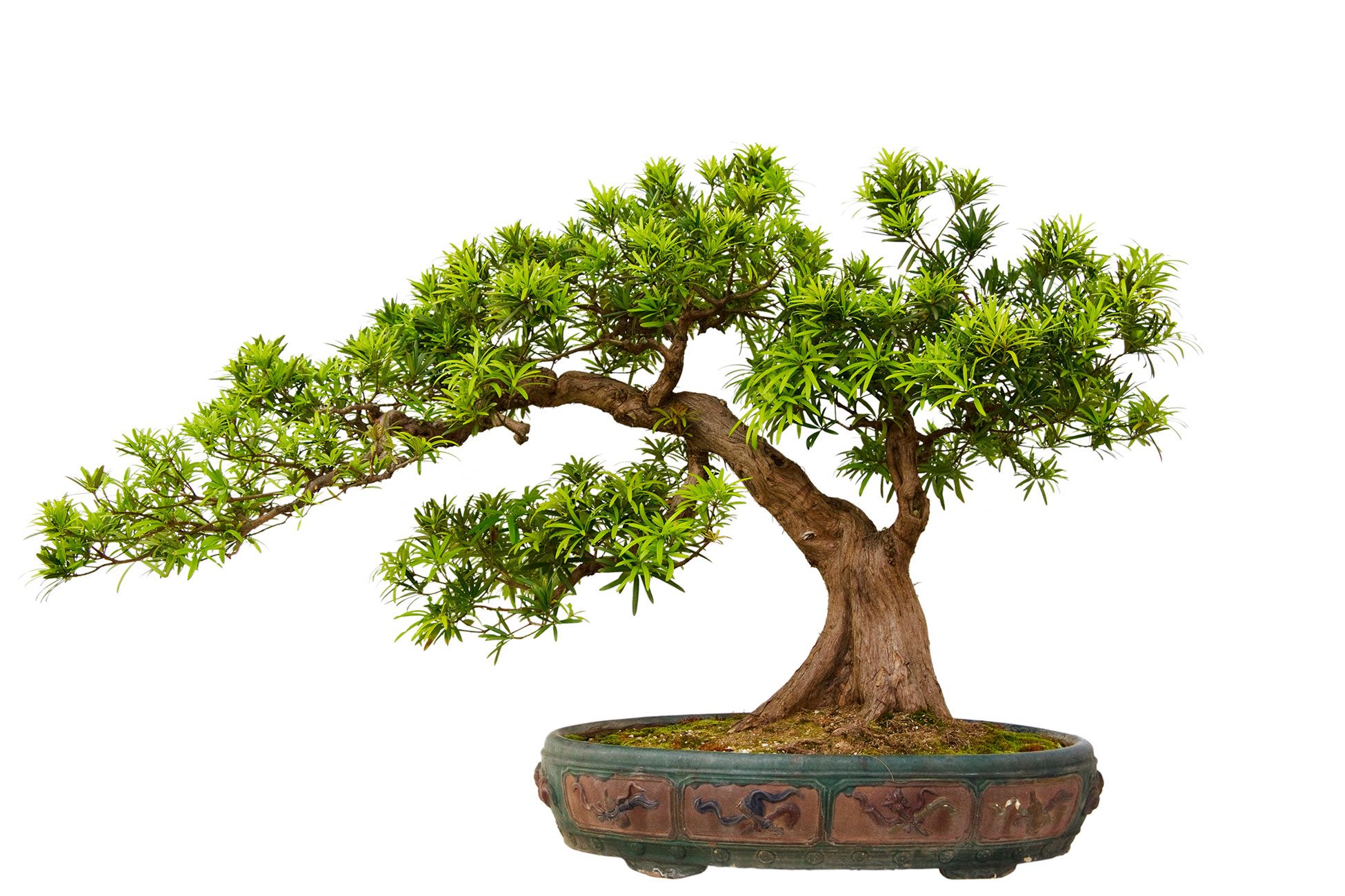 Rugido Suavemente Paciencia Cómo cuidar los bonsáis: cuidados, variedades y riego