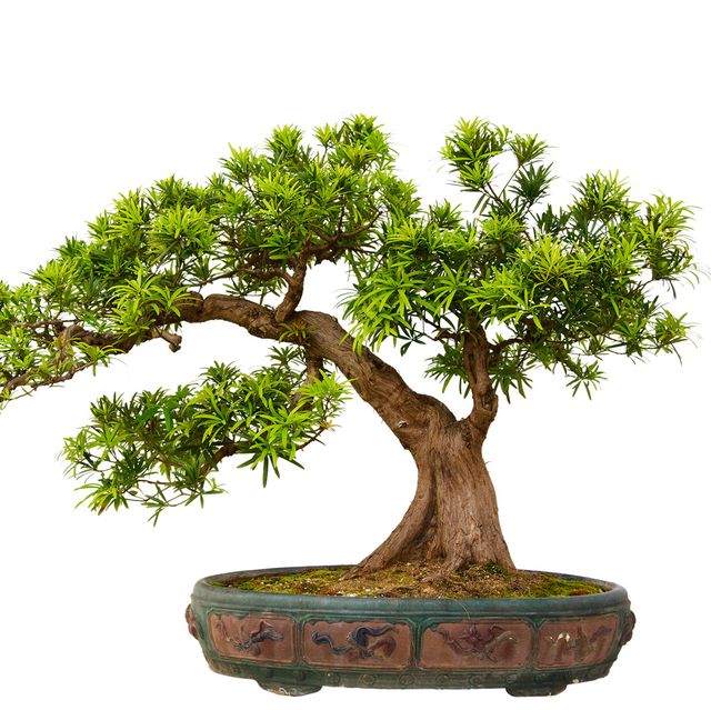 podocarpus macrophyllus kusamaki o inumaki bonsái