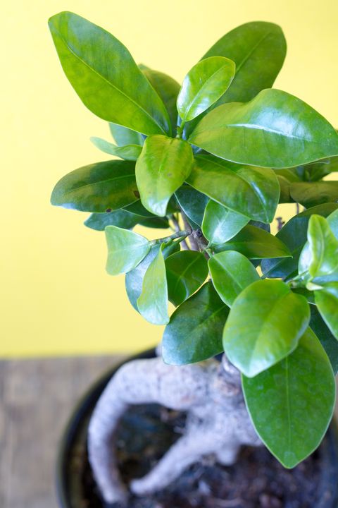 ficus ginseng in a pot on a yellow background