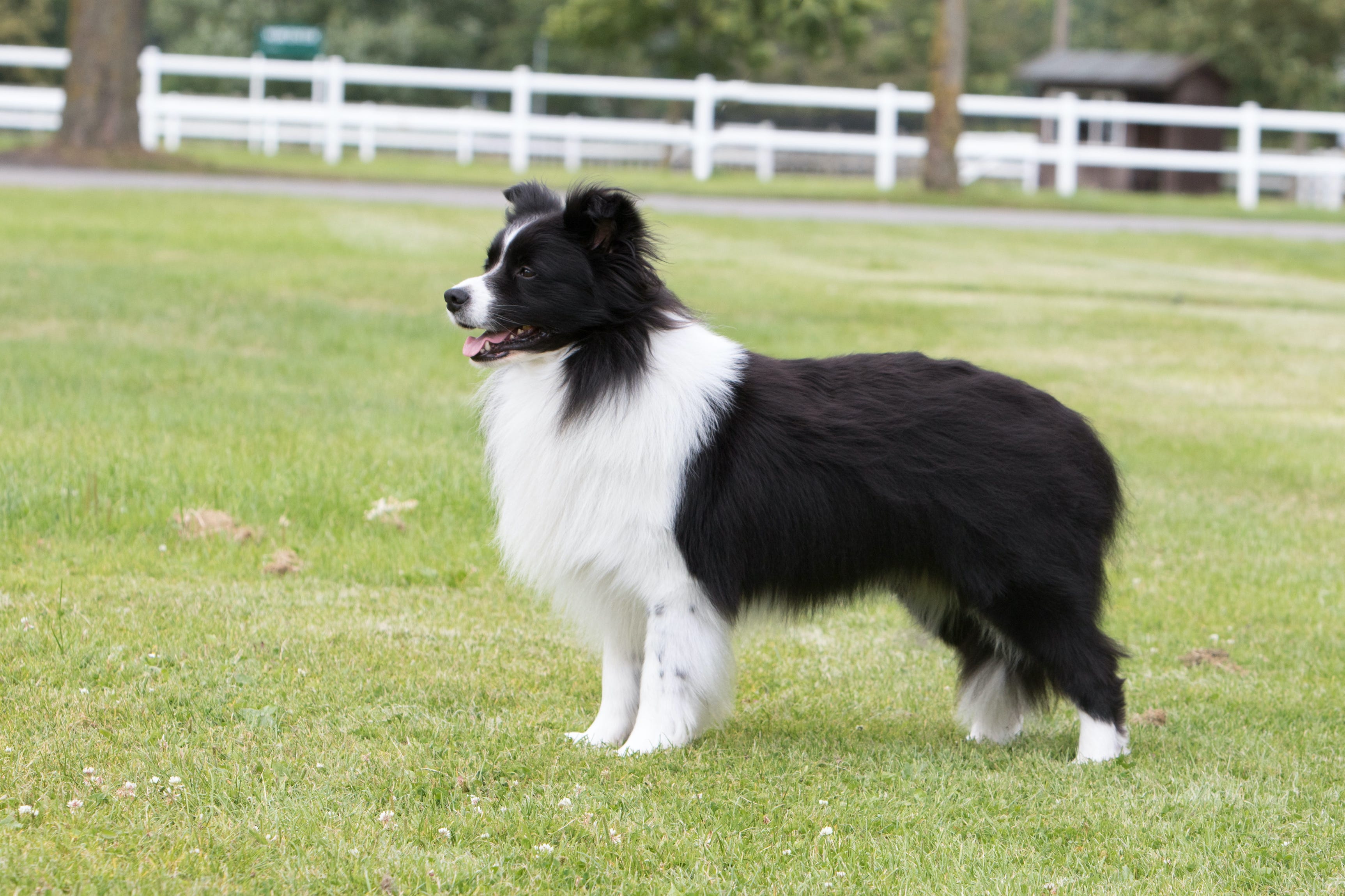 how long are full grown border collies