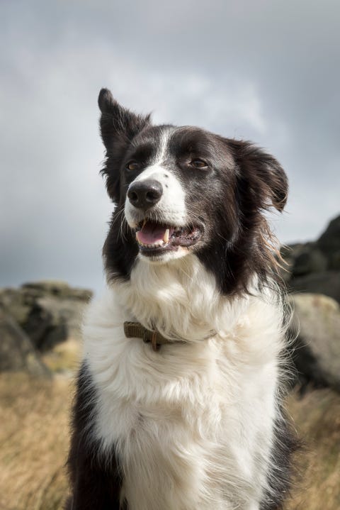 are border collies predisposed to mange