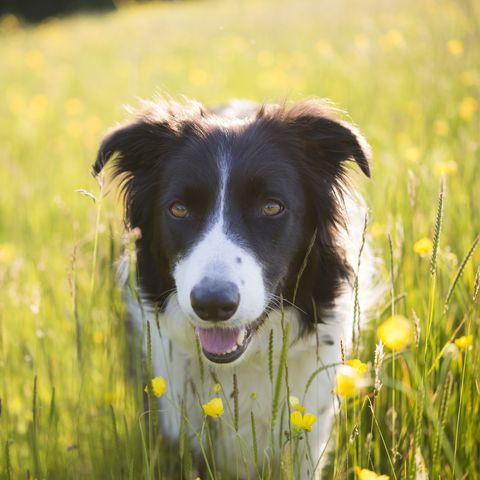 Border collie in a summery field of buttercups