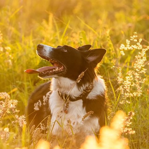 border collie dog in field