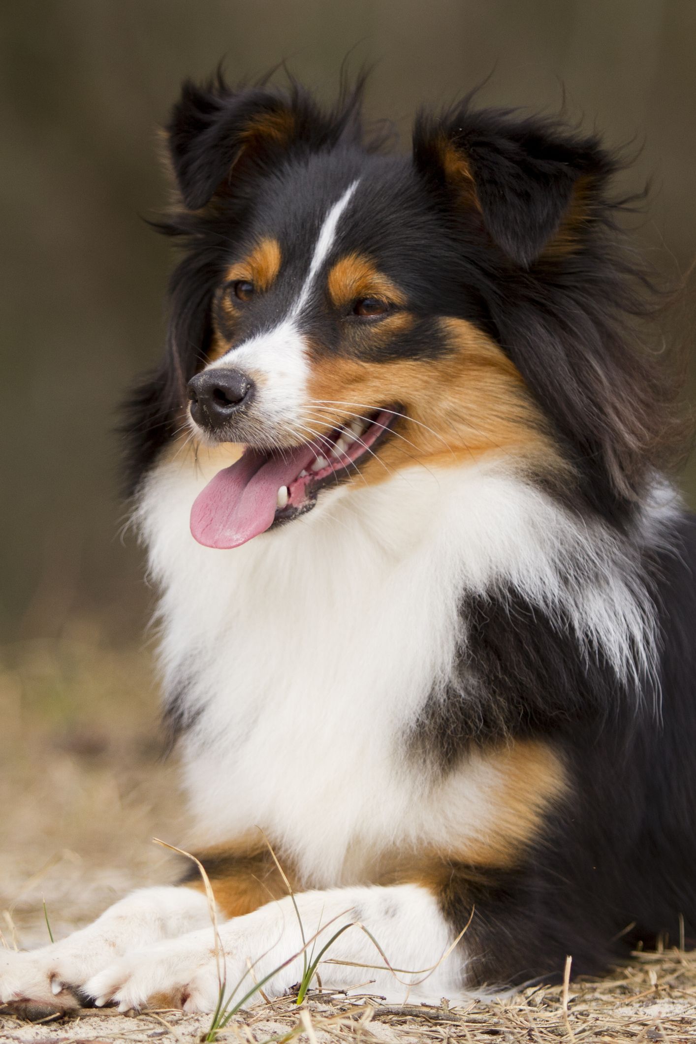 good mixed breed dogs