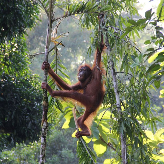 Borneo tours - Borneo orangutan tour