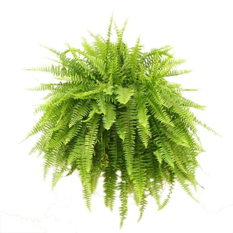 6 Air Cleaning Plants That Basically Do Your Spring For You Air Cleaning Plants