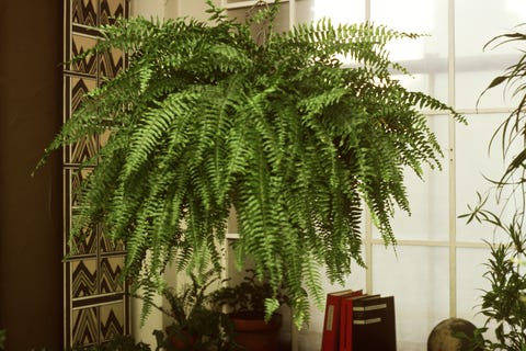 Boston Fern Boston Fern