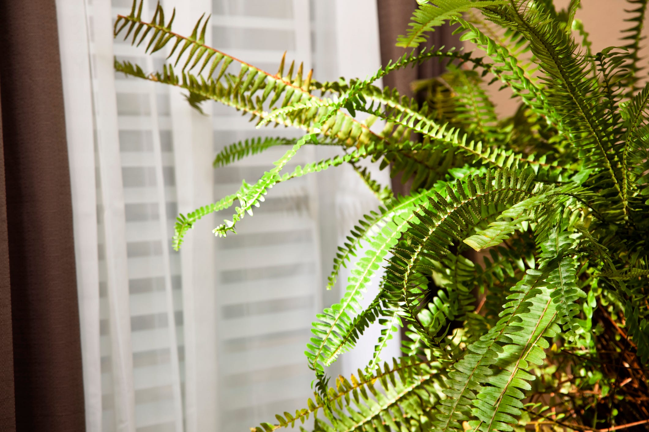 Designer-Favorite Houseplants That Can Thrive in Even the Darkest Rooms