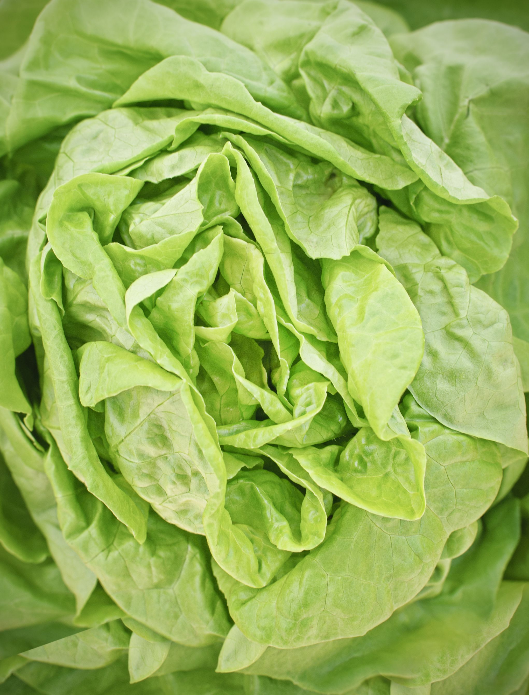 Different Types Of Lettuce Chart