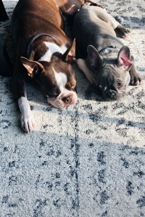 Boston Terrier dog and French Bulldog puppy relaxing in patch of sunlight on area rug