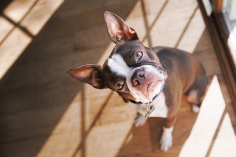 Perro ladeando la cabeza