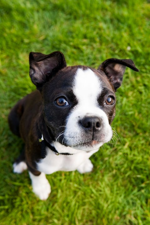 Boston Terrier Puppy