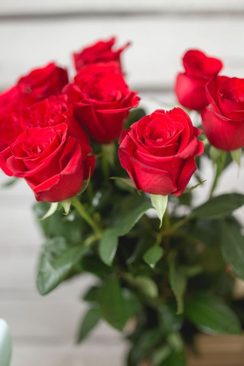 Rosas rojas - significados de flores