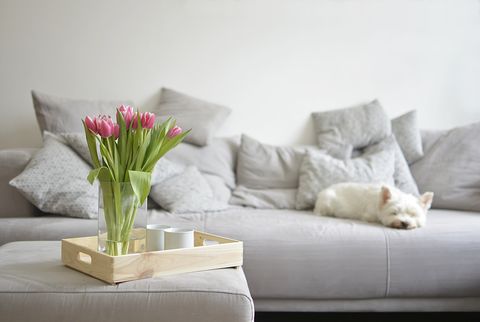 bouquet of tulips on a tray and in the background with white dog