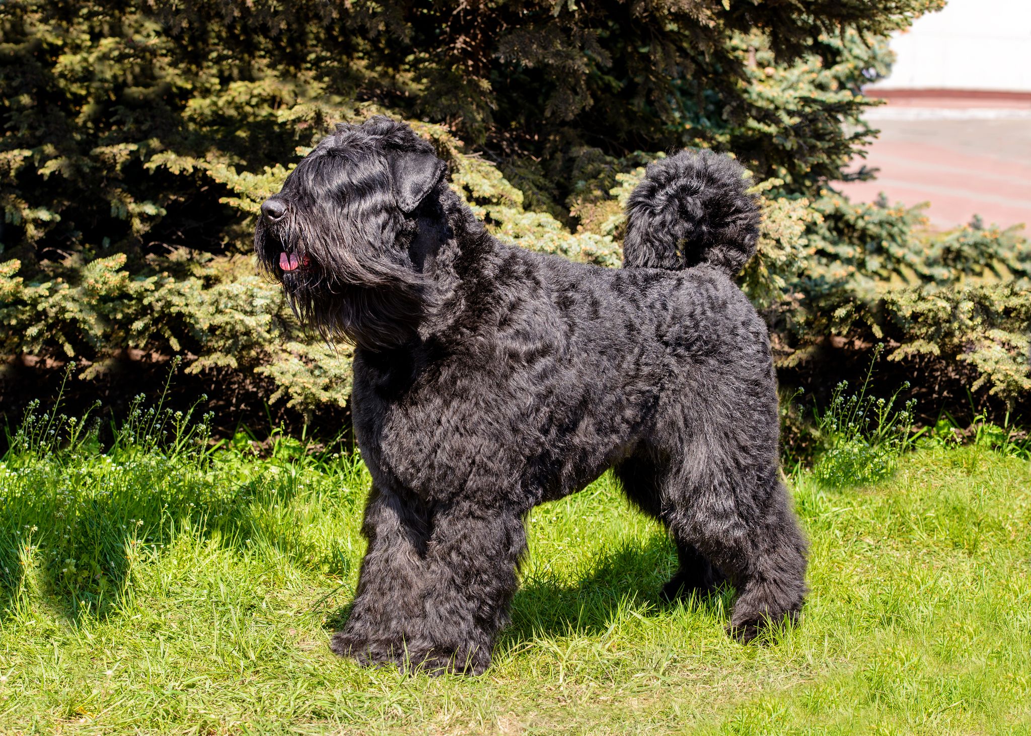 kerry blue terrier cross poodle