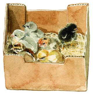 box of chicks illustration illustration of a box of chicks