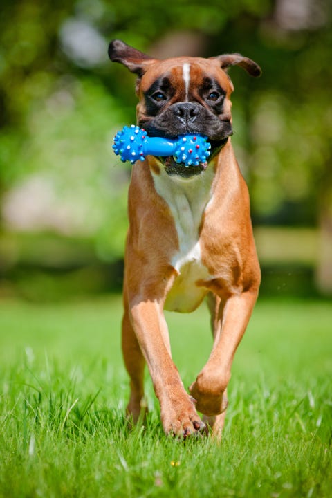 Dog, Mammal, Vertebrate, Dog breed, Canidae, Boxer, Carnivore, Grass, Fawn, Snout, 