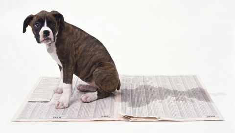Boxer puppy relieving itself on sheets of newspaper