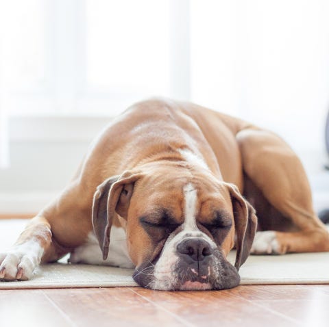 Boxer puppy sleeping on the floor