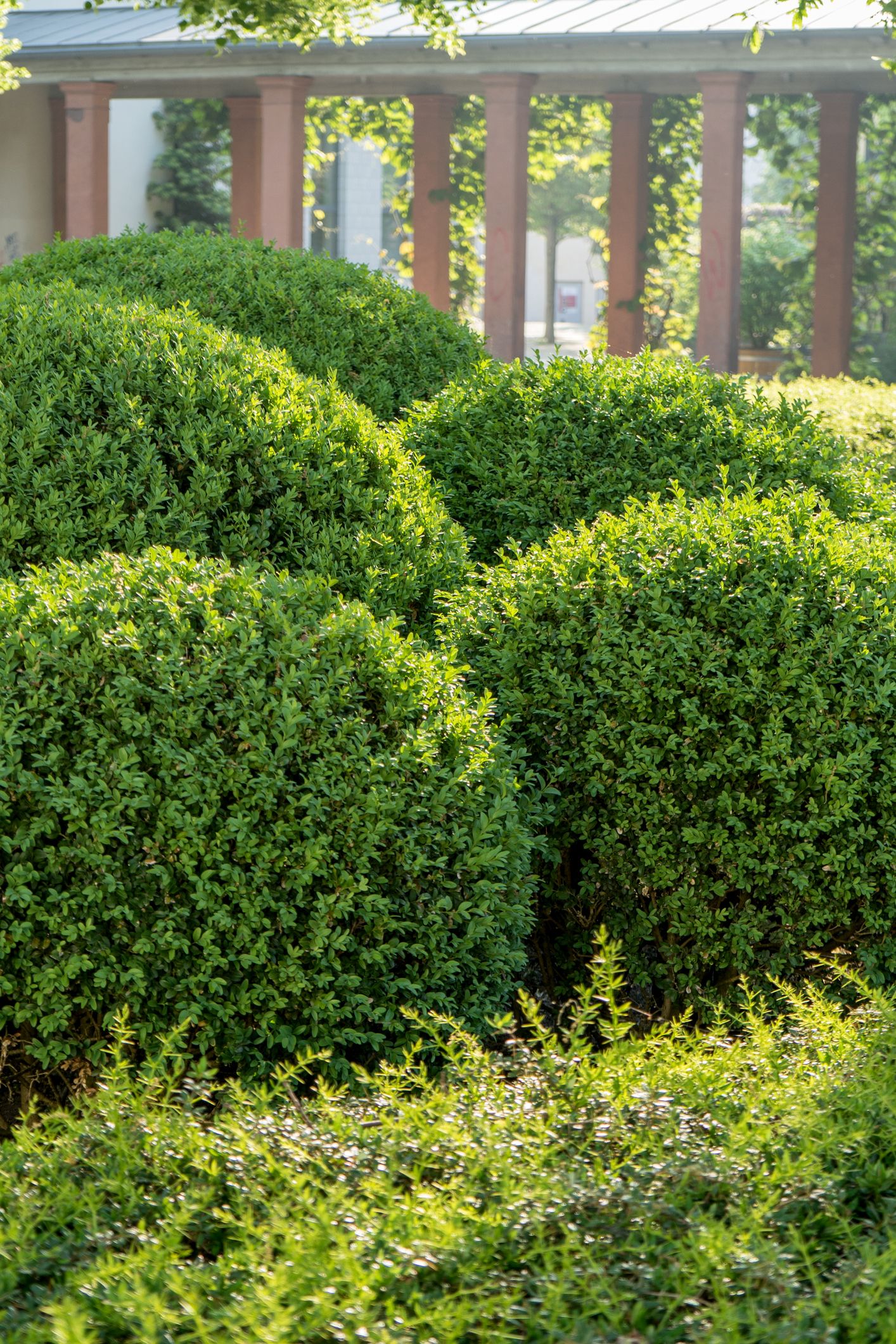 boxwood hedge