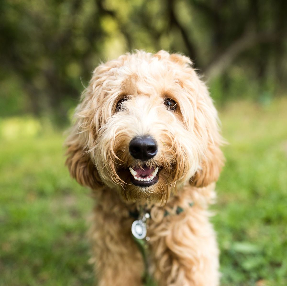 25 Best Boy Dog Names — Cute Male Names for Dogs