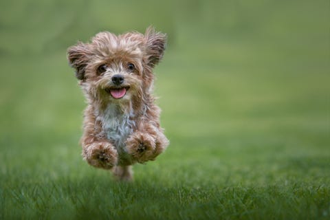 best boy dog names