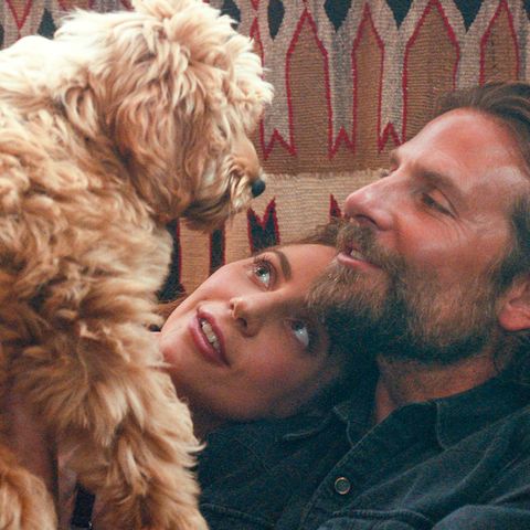 Image result for the dog from a star is born