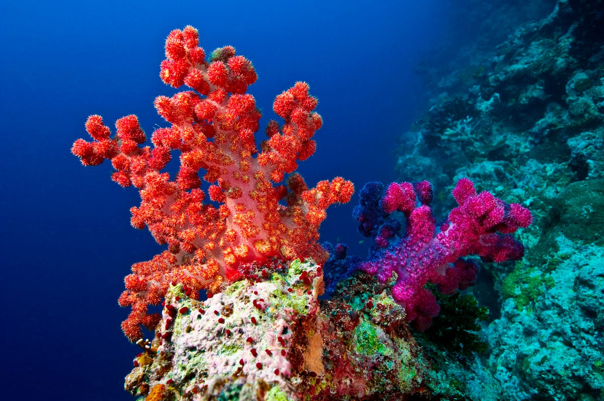 What is Coral? 8 Facts about this special phenomenon - TIme News