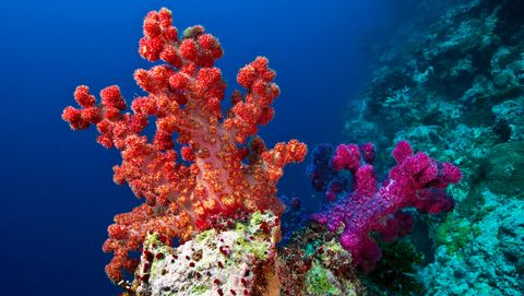 een kleurrijk koraalrif