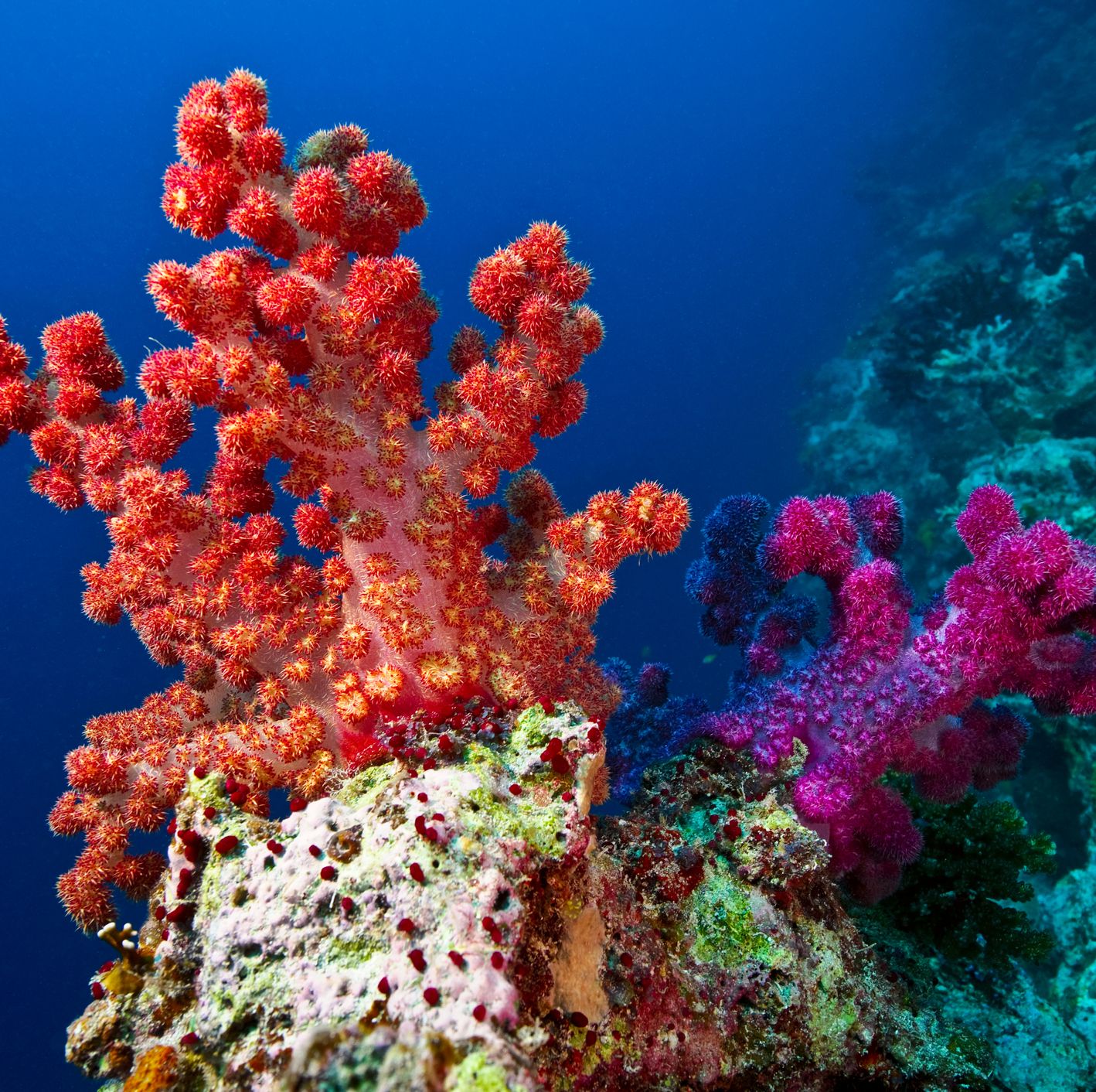 Scientists Are Building a Noah's Ark for Corals