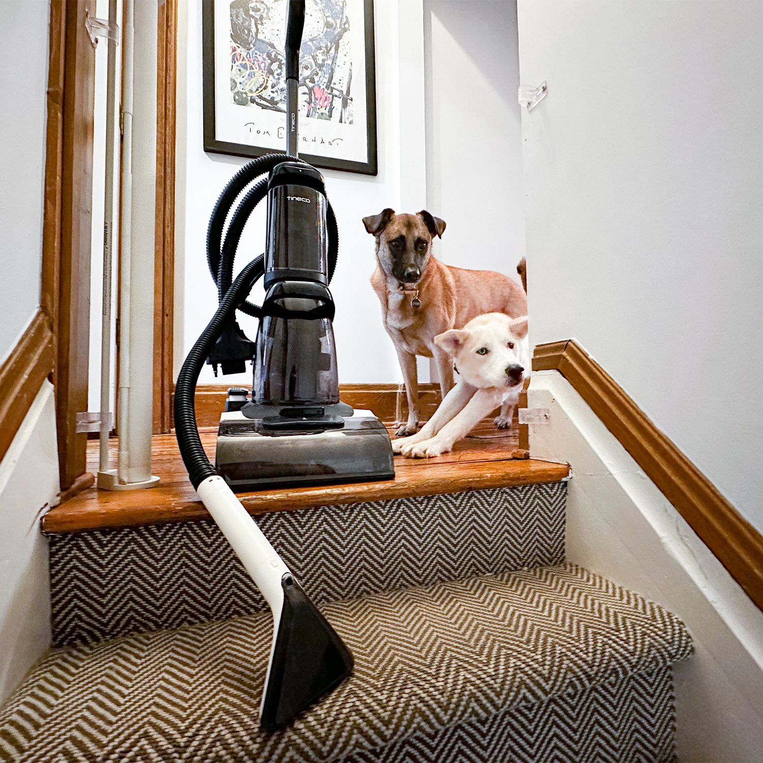 The Best Carpet Cleaners For Pets To