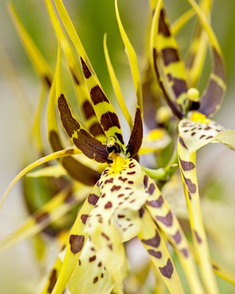 yellow and purple brown brassia orchids