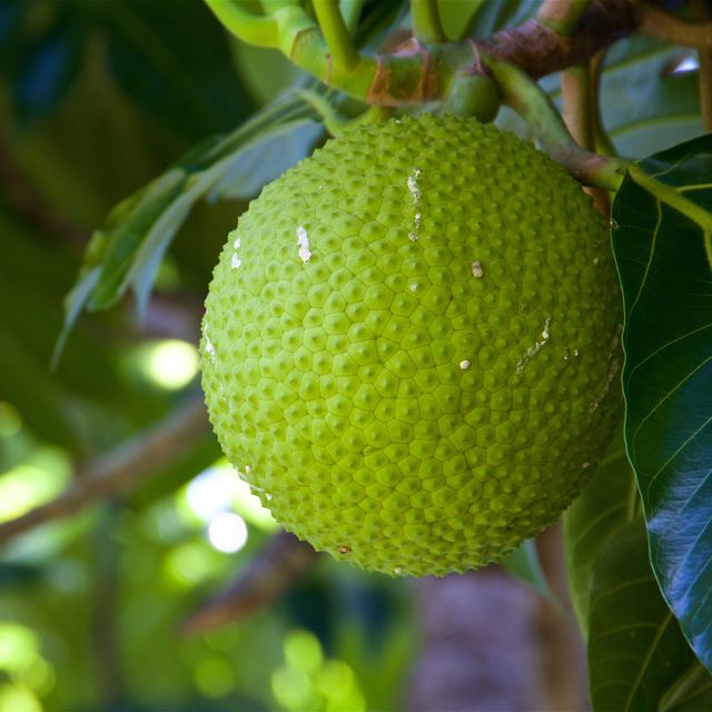 what is breadfruit