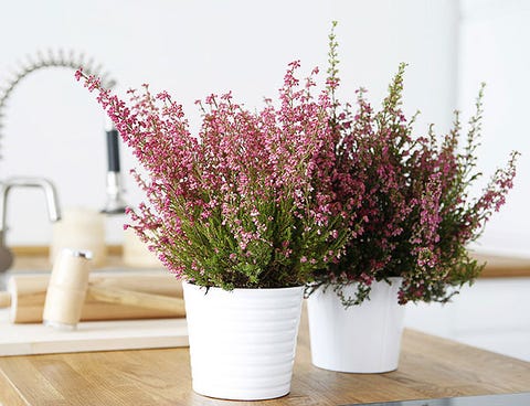 Flower, Flowerpot, Plant, Houseplant, Artificial flower, Purple, heather, Grass, Flowering plant, buddleia, Flower, Flowerpot, Plant, Houseplant, Artificial flower, Purple, heather, Grass, Flowering plant, buddleia,