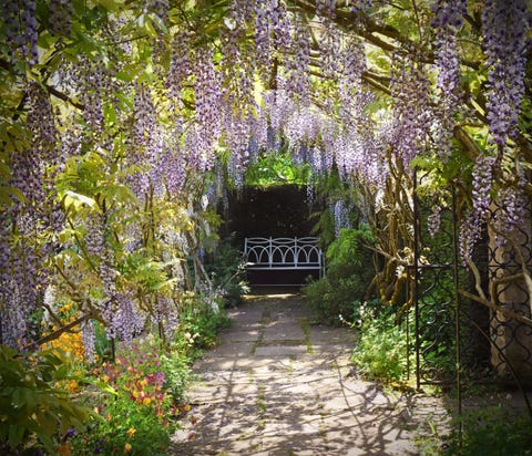 13 wisterias that will fill you with the joys of spring