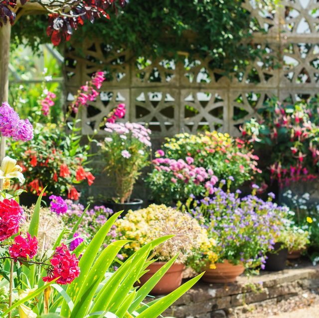bright, colourful back garden