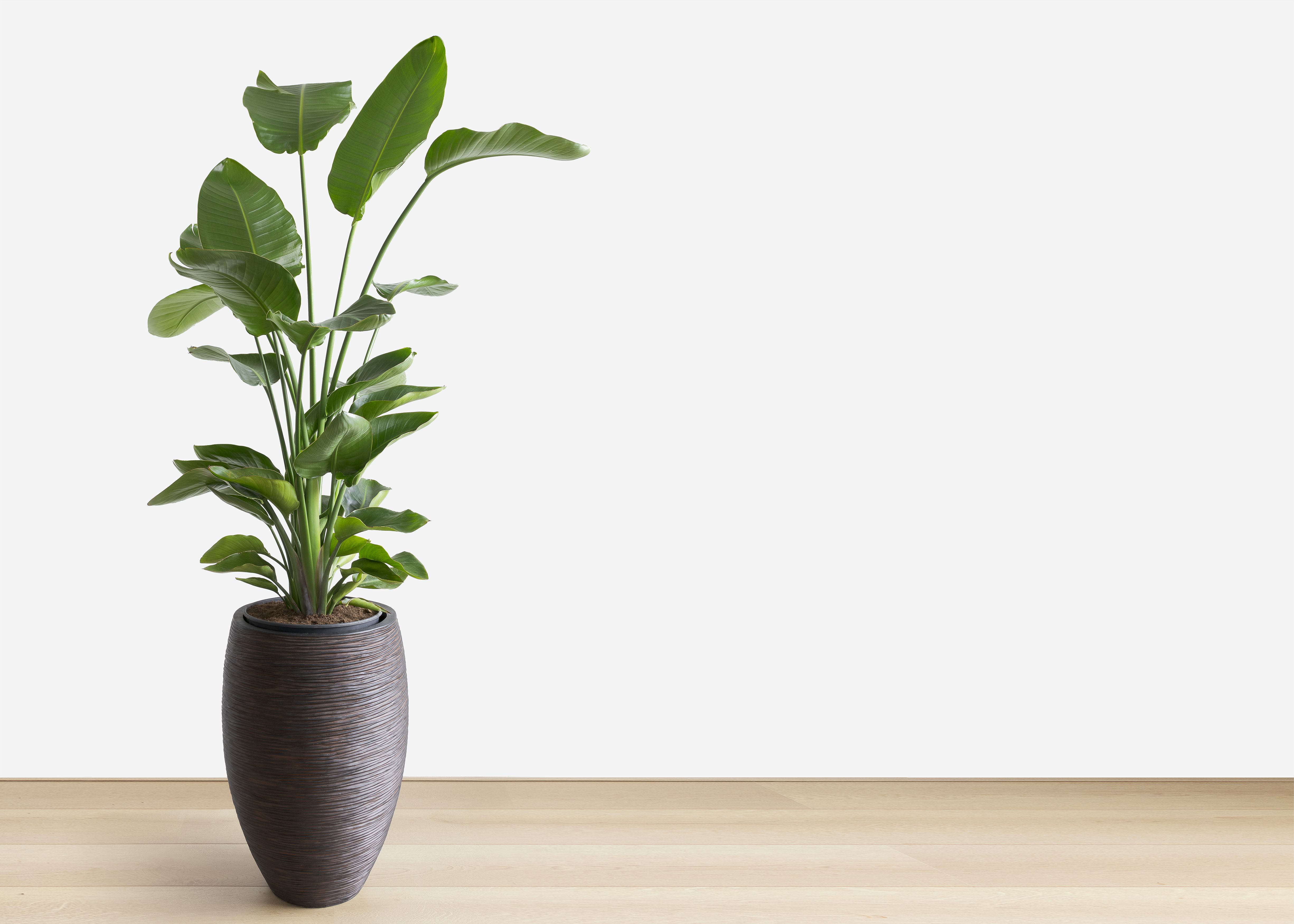 35 Best Indoor Plants Good Inside Plants For Small Space Gardening