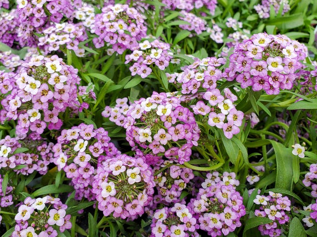 bright-pink-sweet-alyssum-blooming-royalty-free-image-1589831837.jpg?crop=0.752xw:1.00xh0.125xw,0&resize=640:*