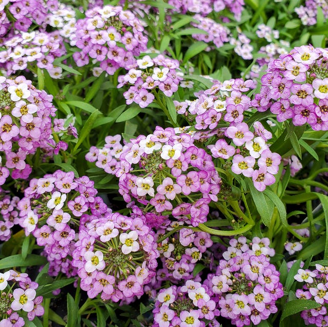 bright pink sweet alyssum blooming