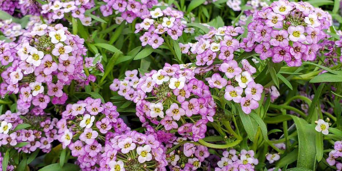 20 Best Ground Cover Plants And Flowers, Pink And White Ground Cover Plants