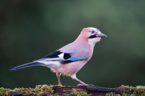 british birds – jay