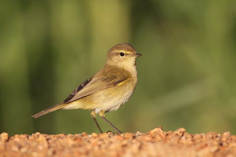 british birds – chiffchaff