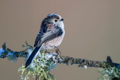 british birds – long tailed tit