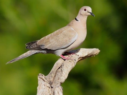 british birds – collared dove