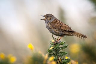 british birds – dunnock