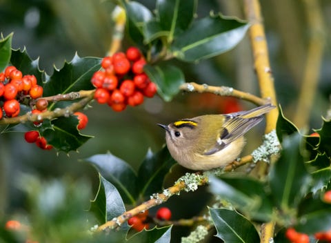 british birds   goldcrest